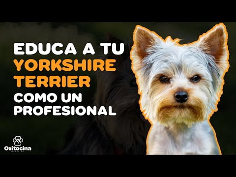 Guía completa: ¿Cuándo mudan el pelo los Yorkshire? Consejos de veterinaria y adiestramiento canino