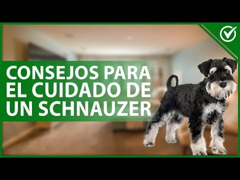 Guía completa para elegir un cachorro Schnauzer Miniatura: consejos expertos y cuidados