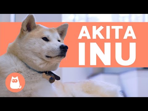 Akita Inu: Descubre cómo es esta fascinante raza japonesa