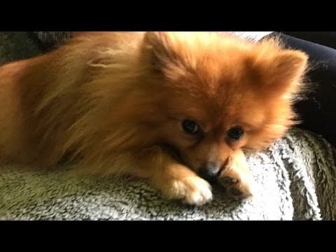 Pomerania con falta de apetito: ¿Qué hacer si tu perro no quiere comer?