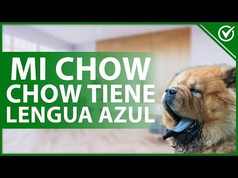 Descubre la razón detrás de la lengua azul en los Chow Chow